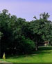  Golf Course - The Village - Thunderbird by TeeBone Golf